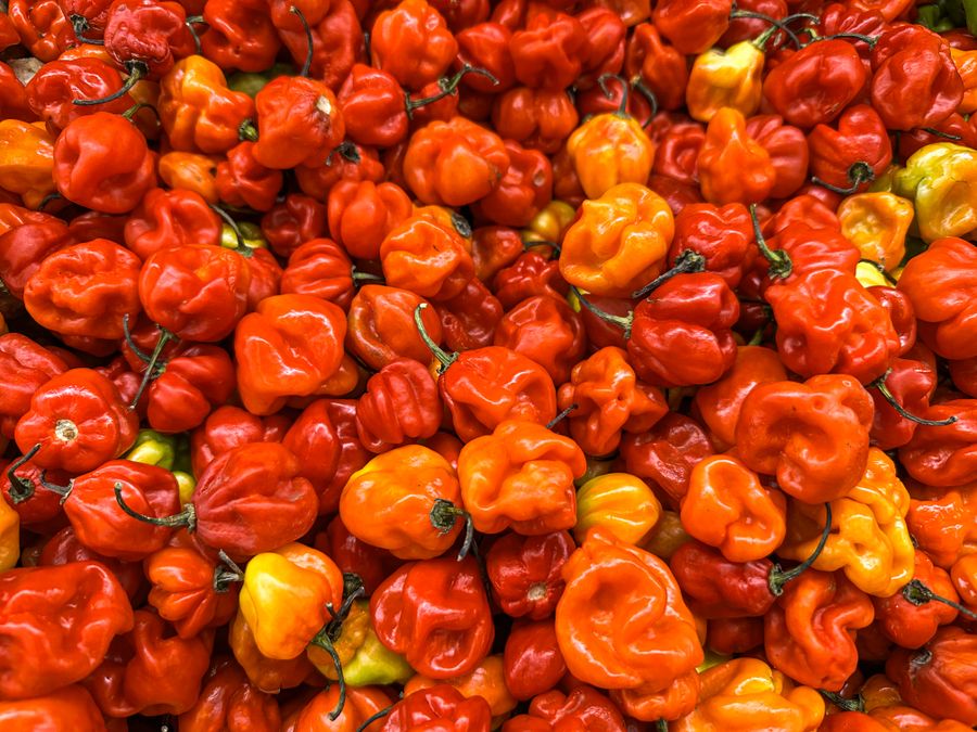 Scotch Bonnet Peppers 250g